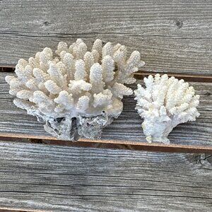 White Natural Coral Heads Coastal Ocean Cauliflower Set of 2 Nautical Decor